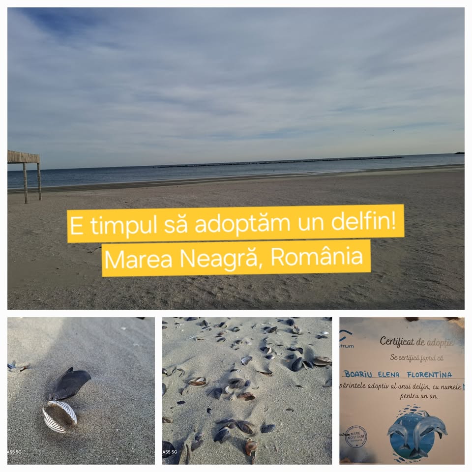 E timpul să adoptăm un delfin!