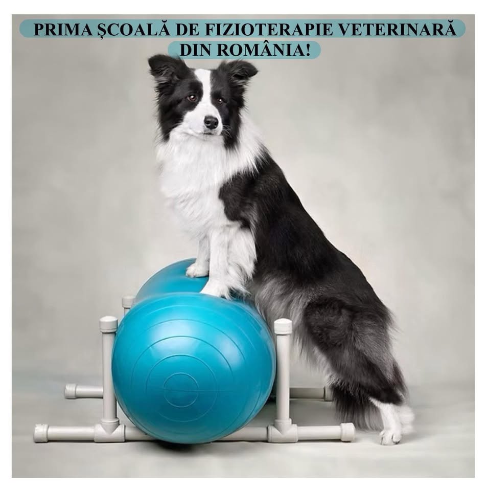 Şcoala de FIZIOTERAPIE VETERINARĂ – seria 2