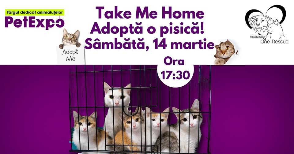 🐾 Take Me Home! Adoptă o pisică – One Rescue la PetExpo
