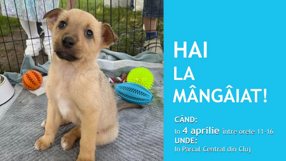 Hai la mângâiat