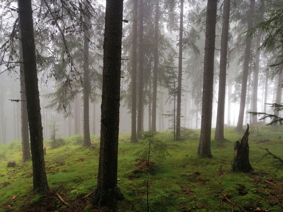 Rezervația peisagistică Saca – Munții Gurghiu