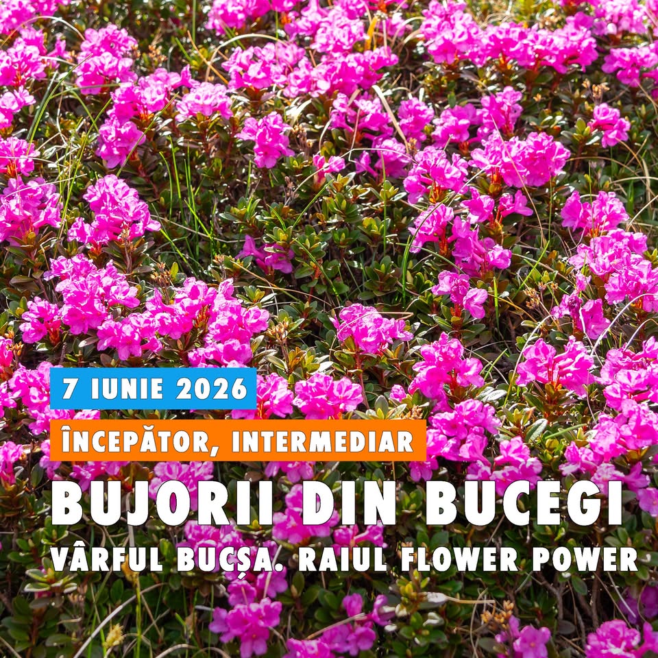 Drumeție pe vârful Bucșa, la Rododendron 🌷 în Bucegi aka “Raiul Flower Power”