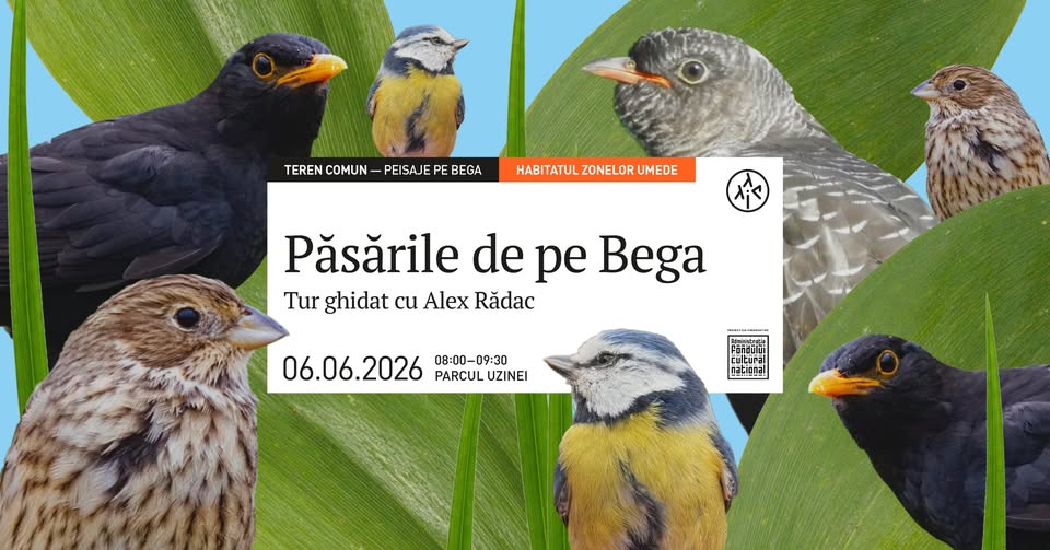 Păsările de pe Bega. Tur ghidat cu Alex Rădac