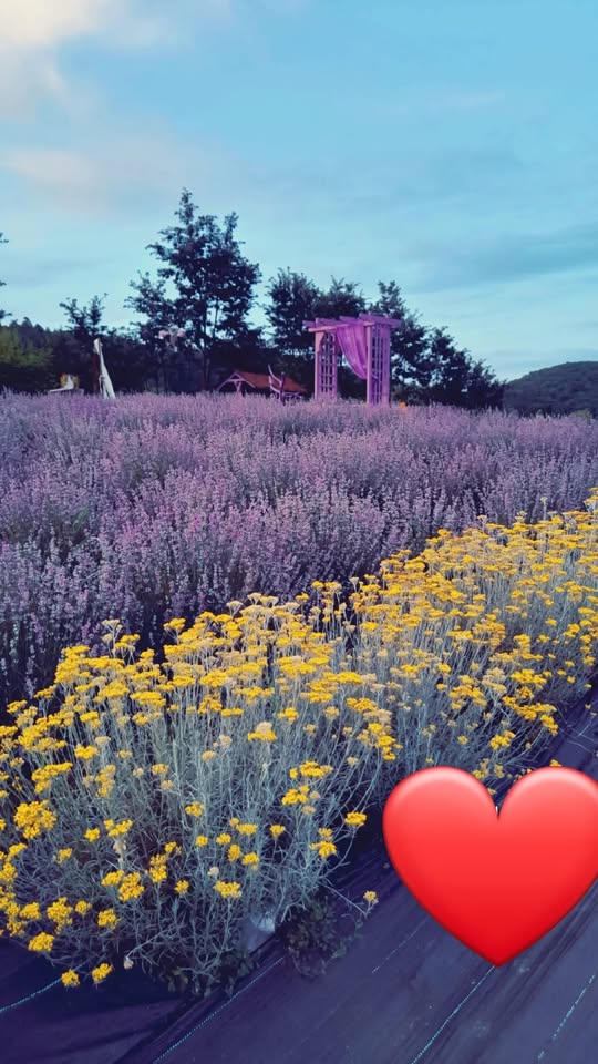 Ziua copilului în Naturà şi aer curat!