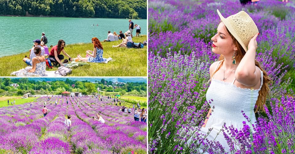 Relaxare în Grădina de Lavandă și la Paltinu #8
