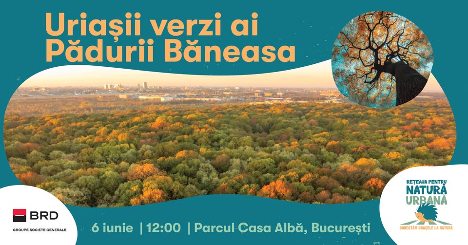 Uriașii verzi ai Pădurii Băneasa