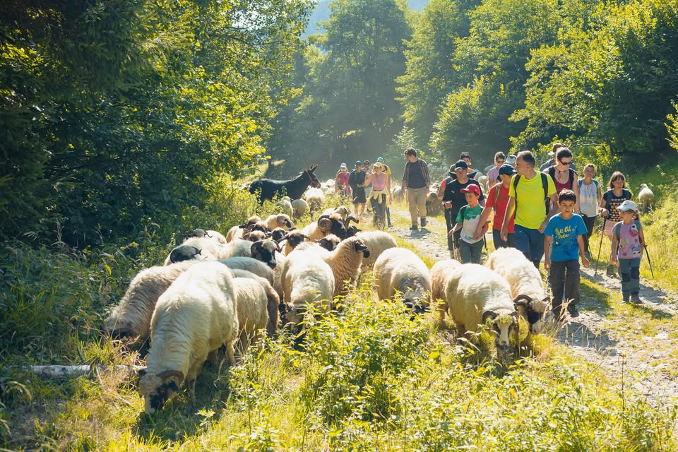 Drumeție pentru mici și mari spre Rezervația Șuvara Sașilor din Munții Lotrului
