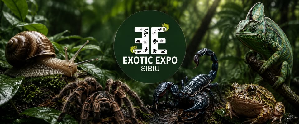 🔥🕷️🌴 EXOTIC EXPO SIBIU REVINE! Pregătește-te pentru o aventură de neuitat! 🐍🦎🔥