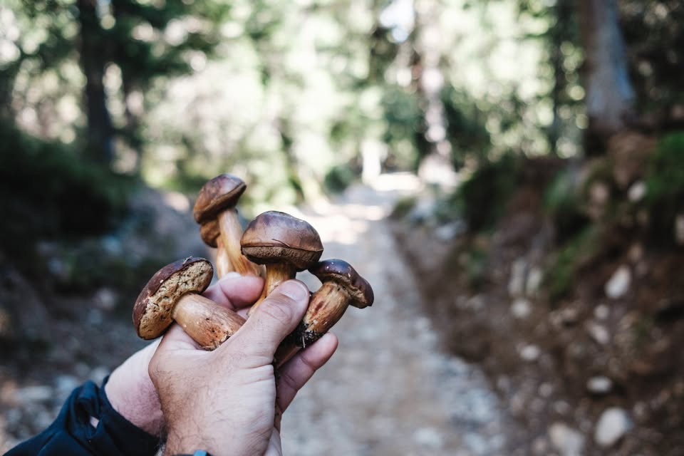Drumeție culinară: în căutarea hribilor de iunie