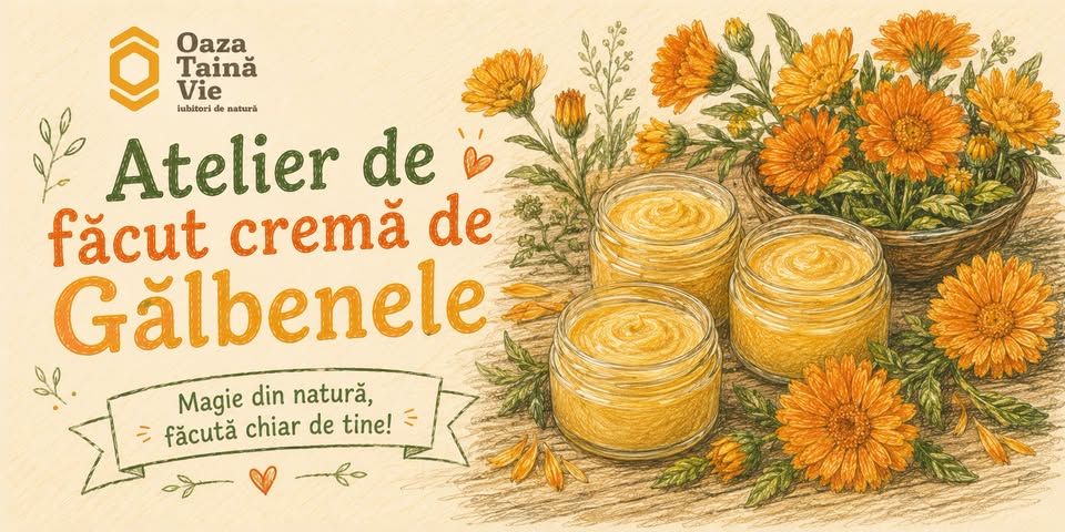 🌼 Atelier de Cremă de Gălbenele: Magie din natură, făcută chiar de tine! 🌼