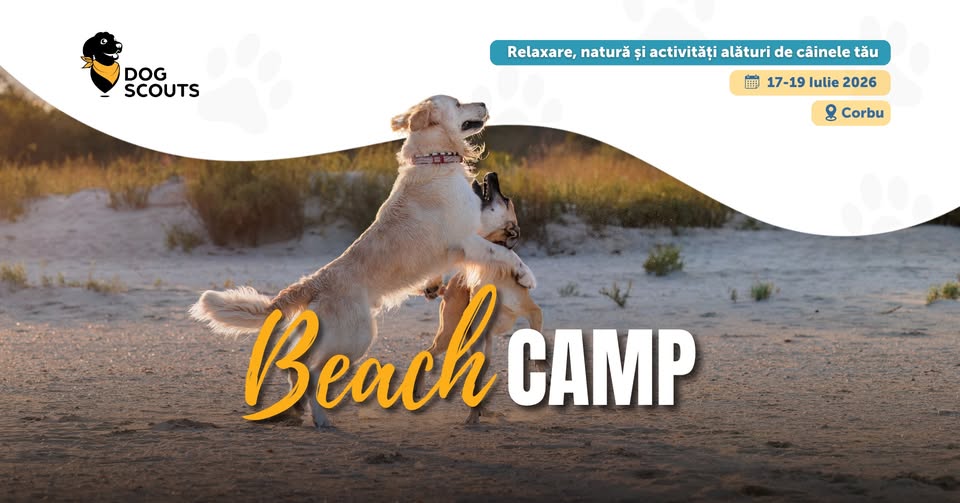 Dog Scouts Beach Camp