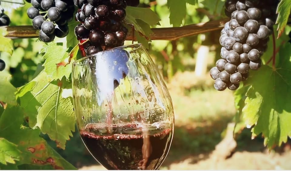 Degustare vinuri – Crama Budureasca