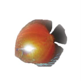 Rotko