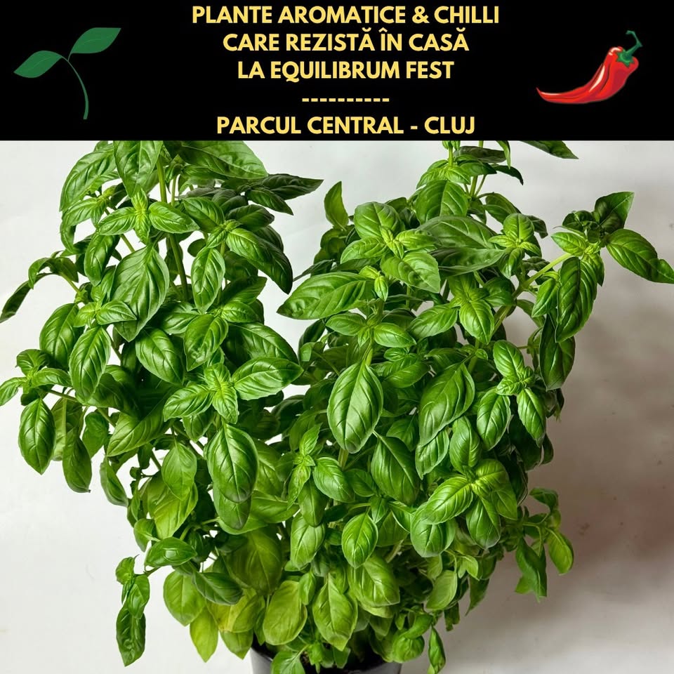 Plante AROMATICE&CHILLI care rezistă în casă. În Parcul Central, Cluj de la 20 lei/ghiveci