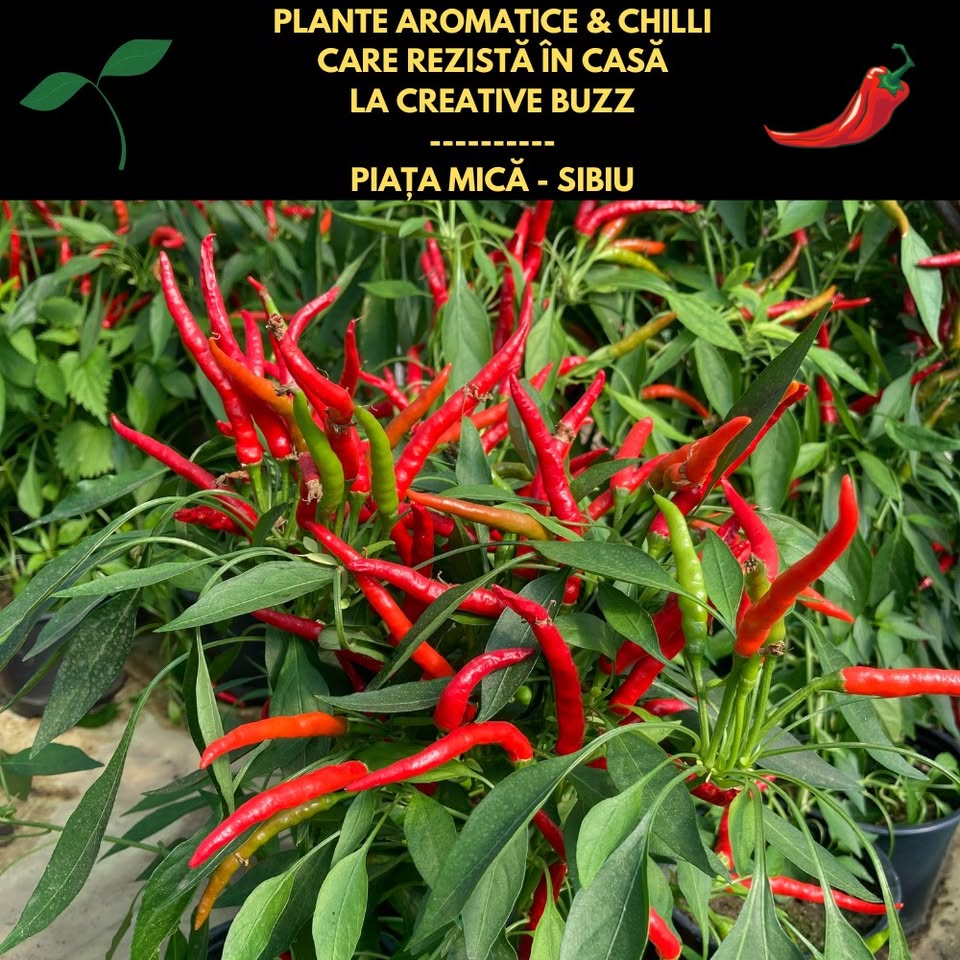Plante AROMATICE&Chilli care rezistă în casă. În Piața Mică, Sibiu de la 20 lei/ghiveci